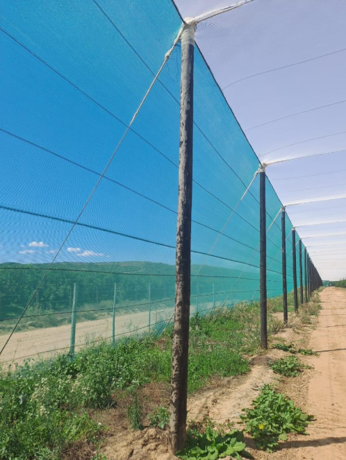 REPORT ON CREOSOTE POLES TURNING WHITE OVER TIME AND “WINTER POLES”